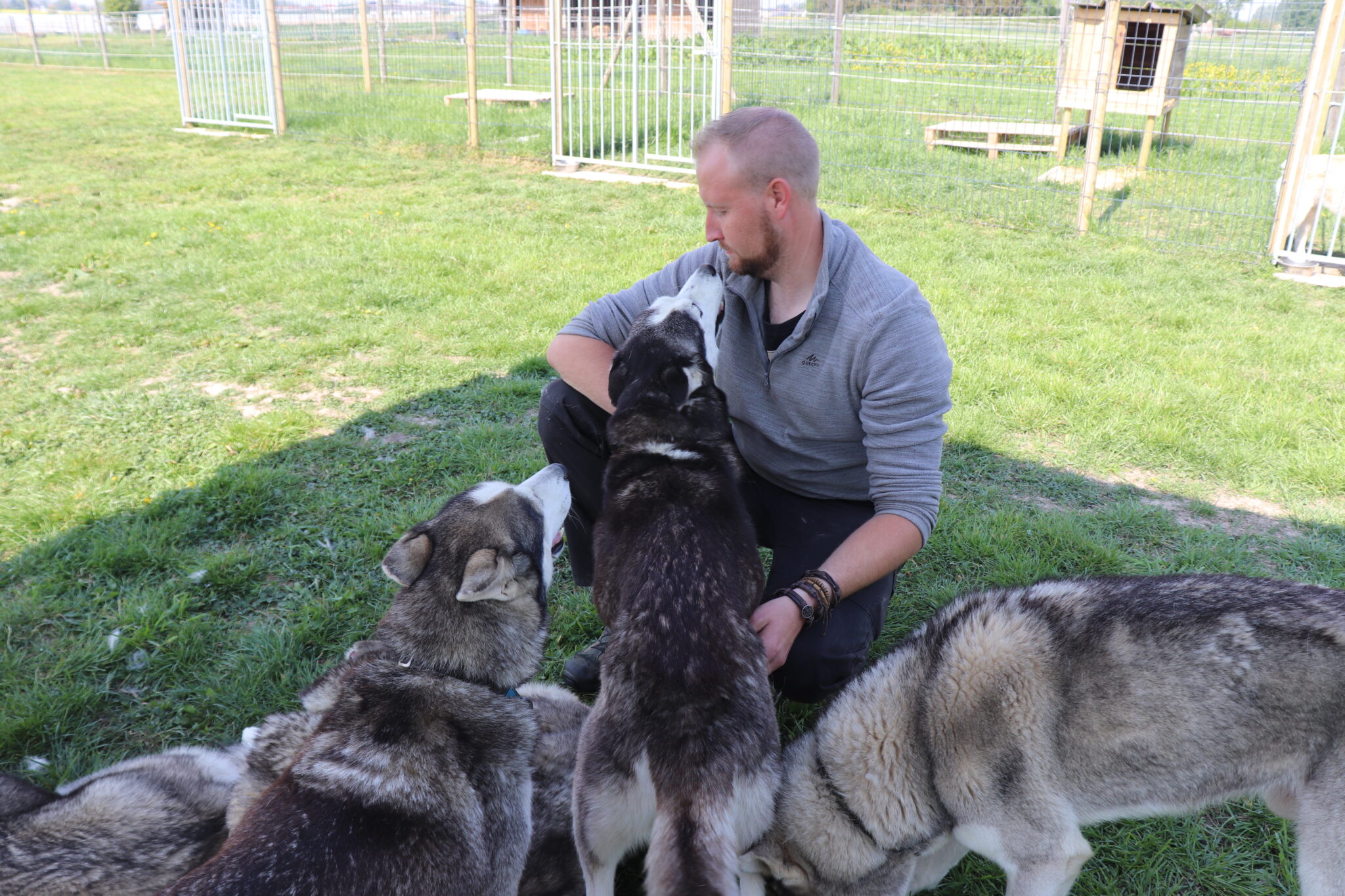 Activité Chiens de traineau – Les loups de la Vangerie – Ferme d